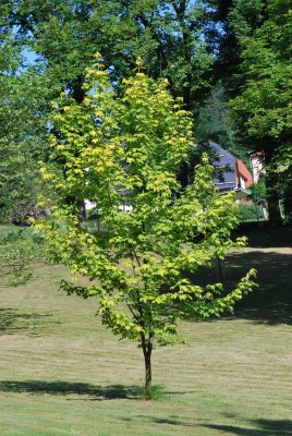Acer pseudoplatanus 'Worleei' - javor klen - letní habitus (66)